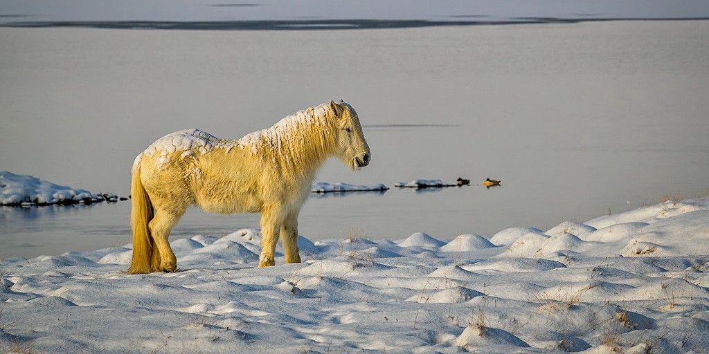 A horse at Lake Myvatn